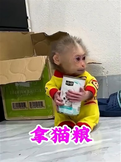 #可爱的小猴子 #万物皆有灵性 #萌宠成精了 #神奇动物在抖音 #萌宠出道计划_2 | Cute Animal Videos