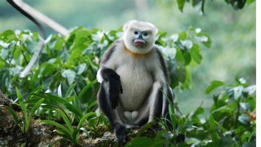 Blue-faced, puffy-lipped monkey scores a rare conservation win