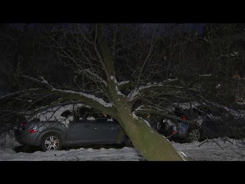 Neighbors deal with fallen tree amid storm cleanup in Philly's Fairmount section