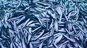 clip-1086736823-commercial-fishing-large-number-live-fish-on