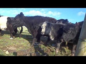 Moving galloway cattle back to the yard
