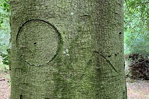 See historic 'witch marks' carved into England's trees