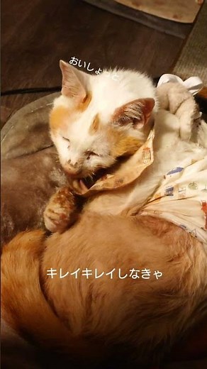 出来ることを全力でがんばるでーす【猫の扁平上皮癌 寛解編】#ねこのいる暮らし #扁平上皮癌 #cat #下あご切除