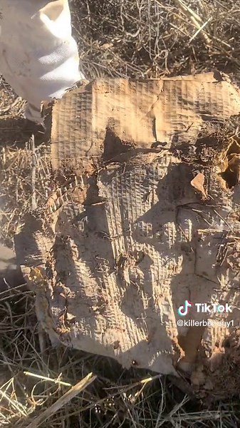 Hobo Bees pt 3 #killerbeeguy #invasivespecies #honeybee #killerbee