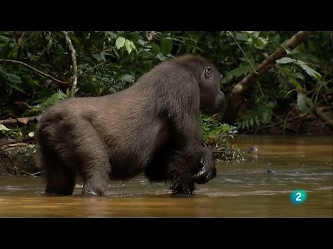 Mi vida con los gorilas | Grandes Documentales