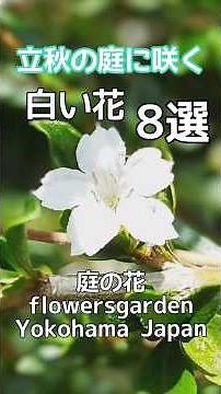 白い花8選💞 立秋の庭 庭の花 #庭の花 #白い花 #シニアライフ #シニア花 #花のある風景 #山野草 #シニア庭 #花風景 #花のある庭 #ガーデン #立秋 #夏の花 #野草 #植物