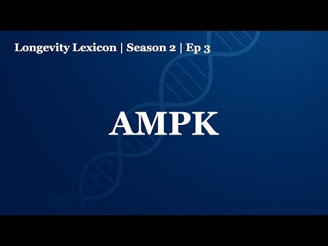 Longevity Lexicon Season 2 Ep 3 | AMPK Secret to Cellular Repair