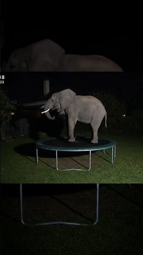 An elephant on the trampoline caught on security camera 🤯 #elephant #cctv #garden