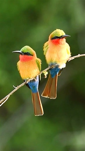 Red-throated Bee-eater (Merops bulocki) 👇 The Red-throated Bee-eater is a living flame in the African skies, glowing with emerald green wings and a brilliant scarlet throat that blazes in the sunlight. Long tail streamers trail behind it as it perches gracefully on branches overlooking open land and rivers. With sudden bursts of speed, it launches into the air to snatch bees and flying insects, returning smoothly to its perch. Its soft, rolling calls drift across the landscape, blending perfect