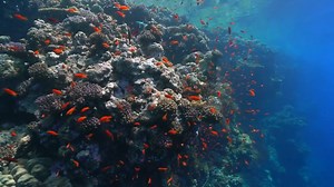17 reactions · 3 comments | Around 25 of all marine life depends on coral reefs to survive. What are we doing to save the world’s reefs in the Red Sea? #sealife | The Independent | Facebook