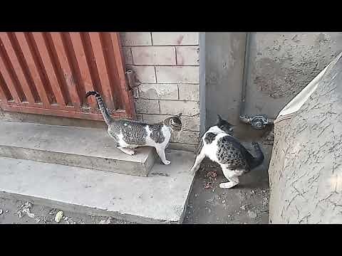 cat mate | cats mating | best cat mating |