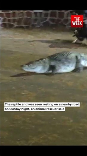 Crocodile spotted on IIT Bombay Powai campus | Reptile roaming the institution sends shockwaves