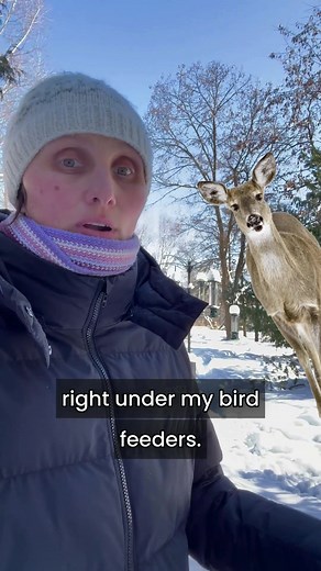 Deer Raiding Bird Feeders: How to Prevent It