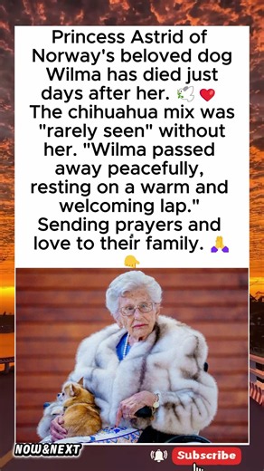 Princess Astrid's Dog Wilma Dies Days After Her 🕊️ #shorts #princessastrid #norway #royalfamily #rip