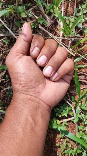 SMALL AND ADORABLE ANIMAL #anyuniqueanimals #frog #wildlife #nature