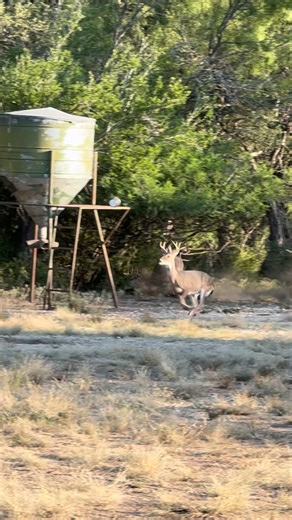 719K views · 5.1K reactions | It’s been a great start to the season here at 777 Ranch — and our hunters are taking care of business! Nothing beats the thrill of a successful whitetail hunt and seeing hard work pay off in the field. #777Ranch #WhitetailHunt #TakingCareOfBusiness #HuntingSeason | 777 Ranch - Hondo, Texas | Facebook