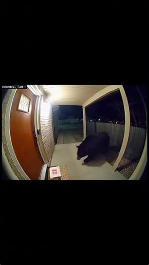 "The Fastest Pizza Reviewer in the Woods"