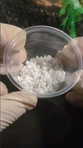 Adding New Feeding Area For My Ants! #antspecies #insects #queenants #ants