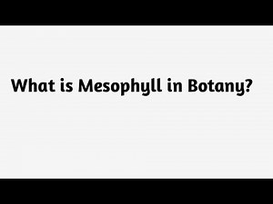 What is Mesophyll in Botany ?