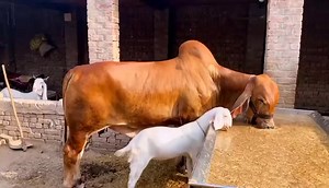 98K views · 5.8K reactions |  | Pakistan cattle market | Facebook