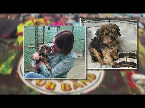 Dog found in Michigan, reunited with Florida owner, 7 years after being stolen
