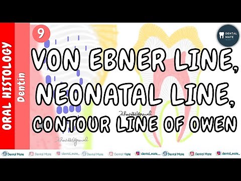Incremental lines of von Ebner | Contour lines of Owen | Neonatal lines of dentin | Dr Paridhi