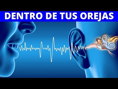 What happens in the EARS: how they work, anatomy, parts, sense of hearing