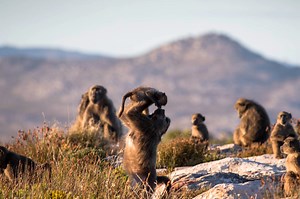 Stop Killing Baboons!
