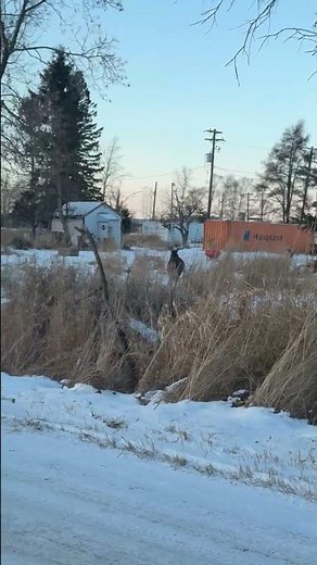 Every deer is running from something—like a black bear or another predator. Guess who?”