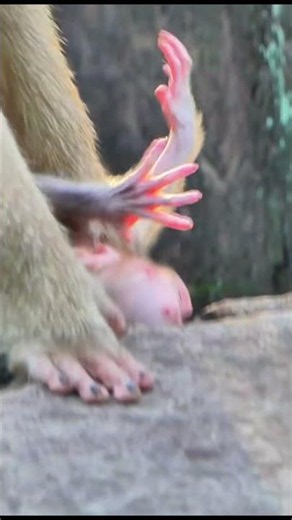 Something strange is happening: What is the mother monkey teaching her baby? | Monkey Documentary