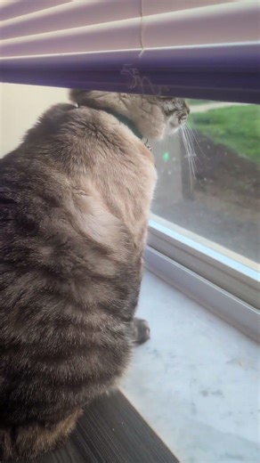 Asking my Cat Rush to go down the street to the laundry mat and beat up chester cheetah.