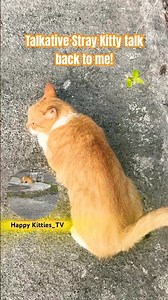 THE MOST CUTEST AND TALKATIVE STRAY KITTY IS TALKING BACK TO ME! | #kitty #cat #shortvideo