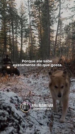 Rael Alcantara | Esses dias eu revi os filmes do Rambo. Aquele clima de interiorzinho do primeiro filme, com floresta e perseguição policial, me faz... | Instagram