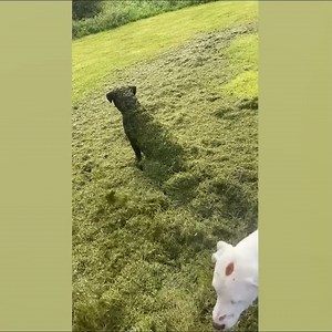 112K views · 4K reactions | Four-Legged Fun Machines in Action | Pets Lab | Facebook