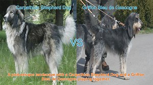 Carpathian Shepherd Dog vs. Griffon Bleu de Gascogne: A Breed Comparison