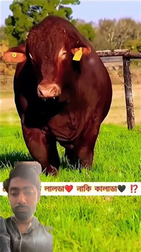 বিশ্বের সবচেয়ে বড় গরু #shorts #shortvideo