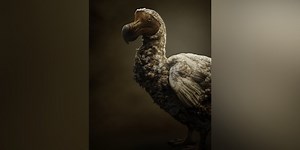 Scientists take pivotal step in bringing the dodo bird back from extinction