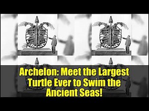 Archelon: Meet the Largest Turtle Ever to Swim the Ancient Seas!