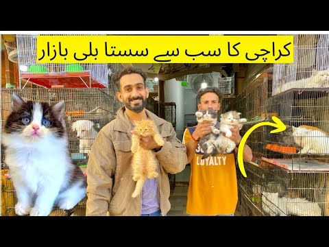 Saddar cat market in karachi latest cheapest price saddar empress cat market persian cat babies