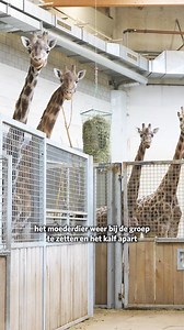 UPDATE JONGE GIRAFFE 🦒 Op vrijdag 9 februari is er een giraffe geboren in de stallen van de Safari. Dit jong is het eerste jong van deze kersverse moeder en wat we vaker zien bij onervaren moeders bij dieren is dat ze nog niet zo goed weten hoe ze met het jong moeten omgaan. Ook bij deze moeder was dat het geval. Omdat het jong niet genoeg melk van de moeder binnen kreeg, hebben we moeten beslissen om het jong met de fles te gaan voeden. Hoe dit gaat én waarom er op deze manier gewerkt wordt, v