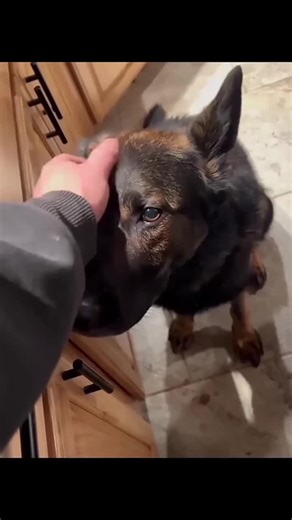 Cute Dogs vs. Cats: Which One Wins?