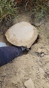 287K views · 2.1K reactions | What this Amazing Find .......???? #treasurehunt #DRHUNT #treasurehunter #TreasureHunting #treasure #france #gold #switzerland #metaldetecting #history | Dr.Hunt | Facebook