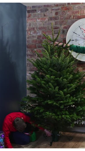 How to choose the ideal Christmas tree and keep it fresh for as long as possible