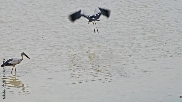 Two Grey Herons Feeding in Shallow Water, One Large Bird Flying Away