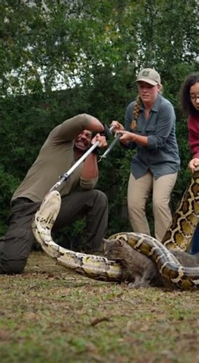 Against the Coils of Death — The Unbelievable Rescue of a Cat from a Giant Python