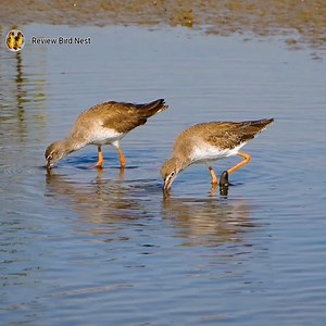 27K views · 3.2K reactions | Common greenshank bird Find special foods to eat | Review Bird Nest | Facebook