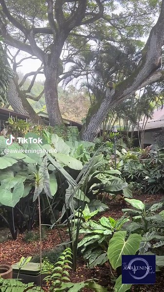 Welcome to the AWAKENING STUDIO! We are a dynamic self-help coaching team and we are ready to help you on your journey to healing today! Contact us at theawakeningstudio.com #selflove #awakening #coaching #nature #foryoupage #travel #healing #healingjourney