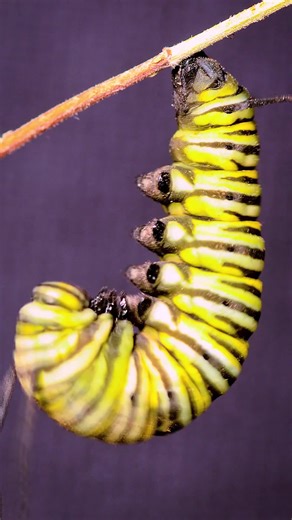 All Nuts Channel on TikTok