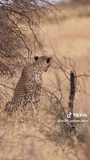 Have you ever heard a cheetah chirping? This cheetah was trying to locate her 3 clan mates who had gone to sleep about 50m away under a tree! #kgalagadi #cheetah #cheetahdiaries #southafricanwanderer #southafrica #bigcatdiaries