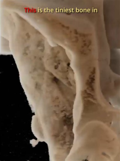 Tiniest Bone#learnontiktok #science #ear #hearing #anatomy #EduTokContest #LearnOnTikTokContest #learning #coolscience #scienceexplained #biology #biotok #humanbody #3danimation